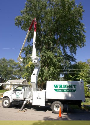What to Expect From a Tree Service