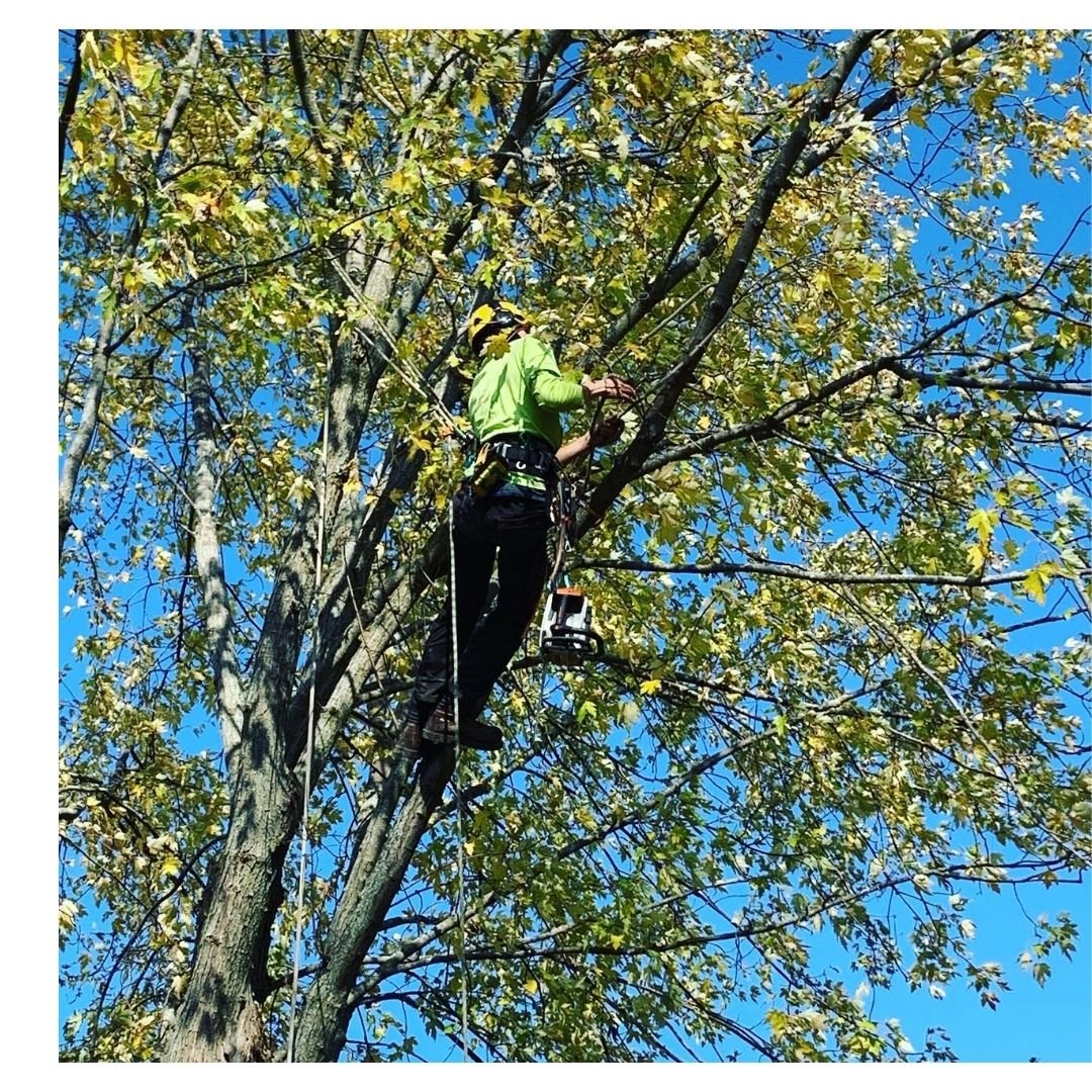 The Benefits of Hiring Tree Pruning Professionals