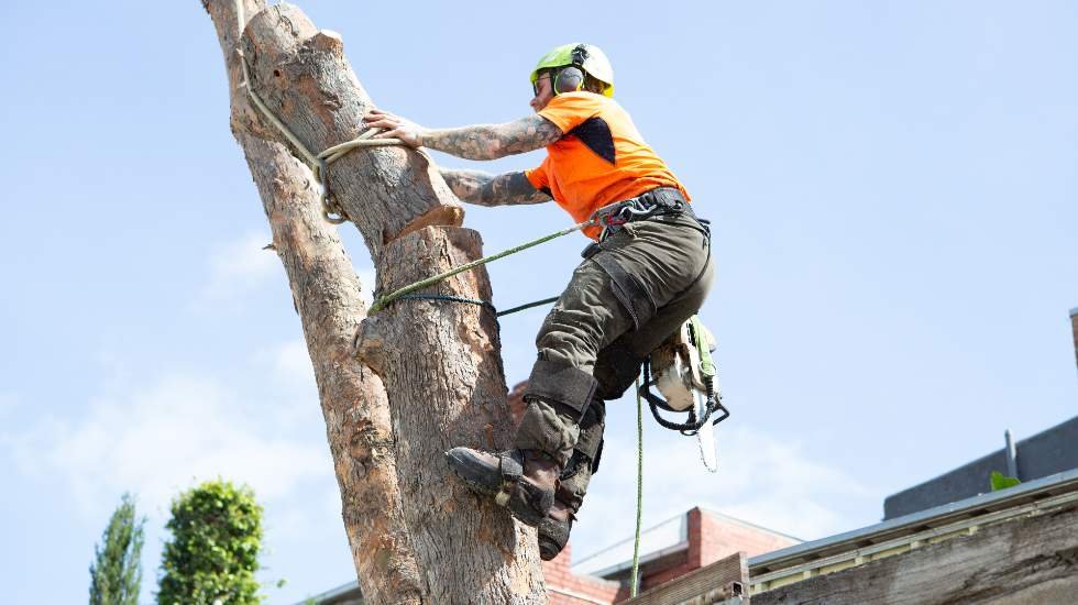 Things to Consider Before Deciding on Tree Removal
