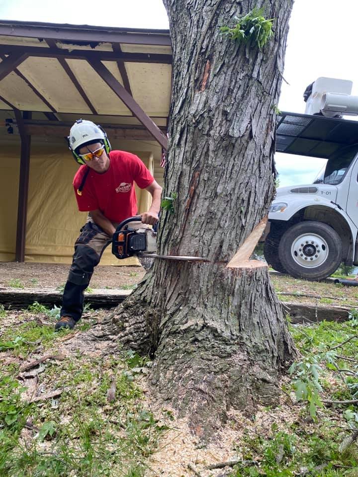 How to Find a Good Tree Service